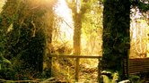 Through the Gap...