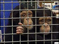 Chimpanzés