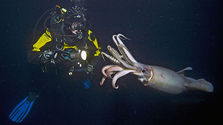 Diver cameraman faces Humboldt squid at night, Baja California, USA (copyright: Peter Kragh)
