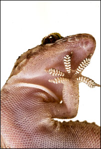 lagartixa
