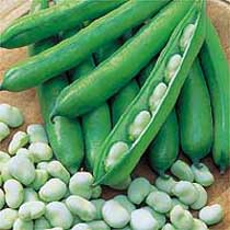 Broad bean 'Optica'.  Image supplied by Dobies