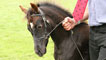 Day 4 - A mischievous foal, who'd just kicked a handler