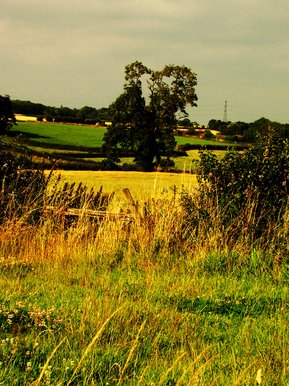 Field (Edited)