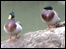 Ducks in Snuff Mills