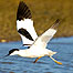 Estuaries Index (Image: Avocet c/o RSPB Images)