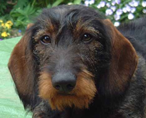 Max