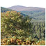 Glen Tanar pine forest