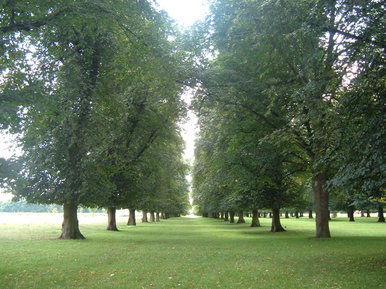 Morning trees