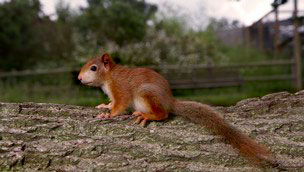 Squirrel on tree trunk