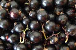 Freshly -picked blackcurrants - photo by Charlie Hicks