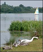 Picture: Mute swansand  signets on the edge of Whitlingham Great Broad