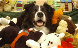 Dog