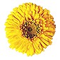 Annual plant