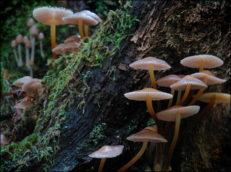 'Fungii, Clanger Woods, Westbury'  - Neil Goddard