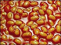 Some Beans