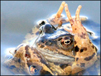 Frogs 