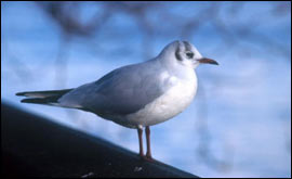 Gull