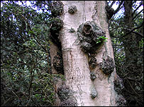 Silver Birch