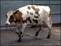 Vaca