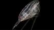 Celanus helgolandicus
