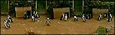 Black-footed penguins at Banham Zoo