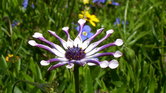 Summer flower...