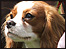 A dog