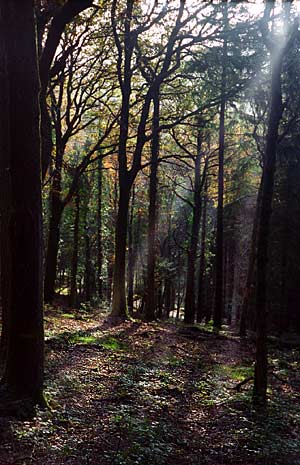Rays of winter sunshine pouring through the forest roof