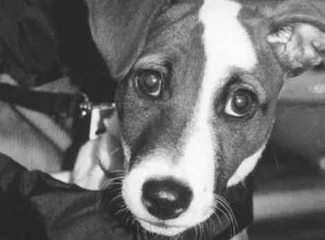 Seamus
