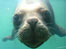 Boadi at the Seal Sanctuary