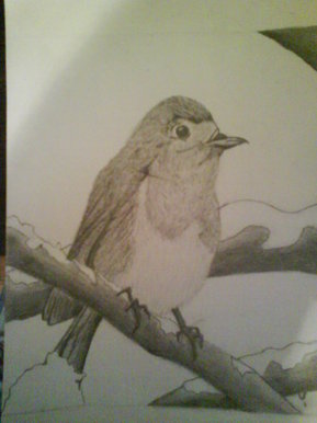 Robin