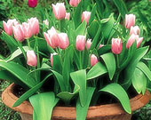 tulips