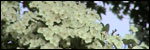 Blossom down on Annis' farm
