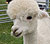 Alpaca