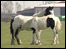 Kent horses