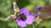 Humble Bee