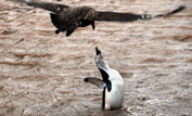 Penguin under attack
