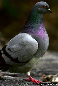 pombo