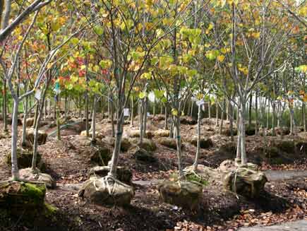 Tree nursery