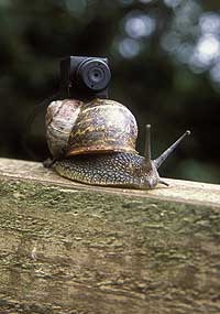 Animal Camera