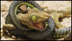 /Veolia Environment Wildlife Photographer of the Year 2009