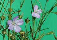 Flax flowers.