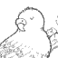 Budgie