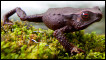 Anfíbios foram encontrados por cientistas que procuravam espécie tida como extinta. Foto: Robin Moore/ILCP