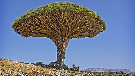 Dragon's blood tree, Socotra, Yemen (copyright: Neil Lucas)