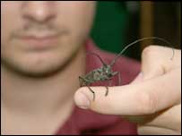 Beetle