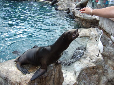 Seal