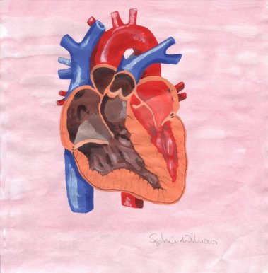 Heart