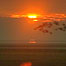 Activities (Image: Sunrise with birds in flight)