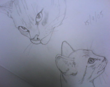 Cats